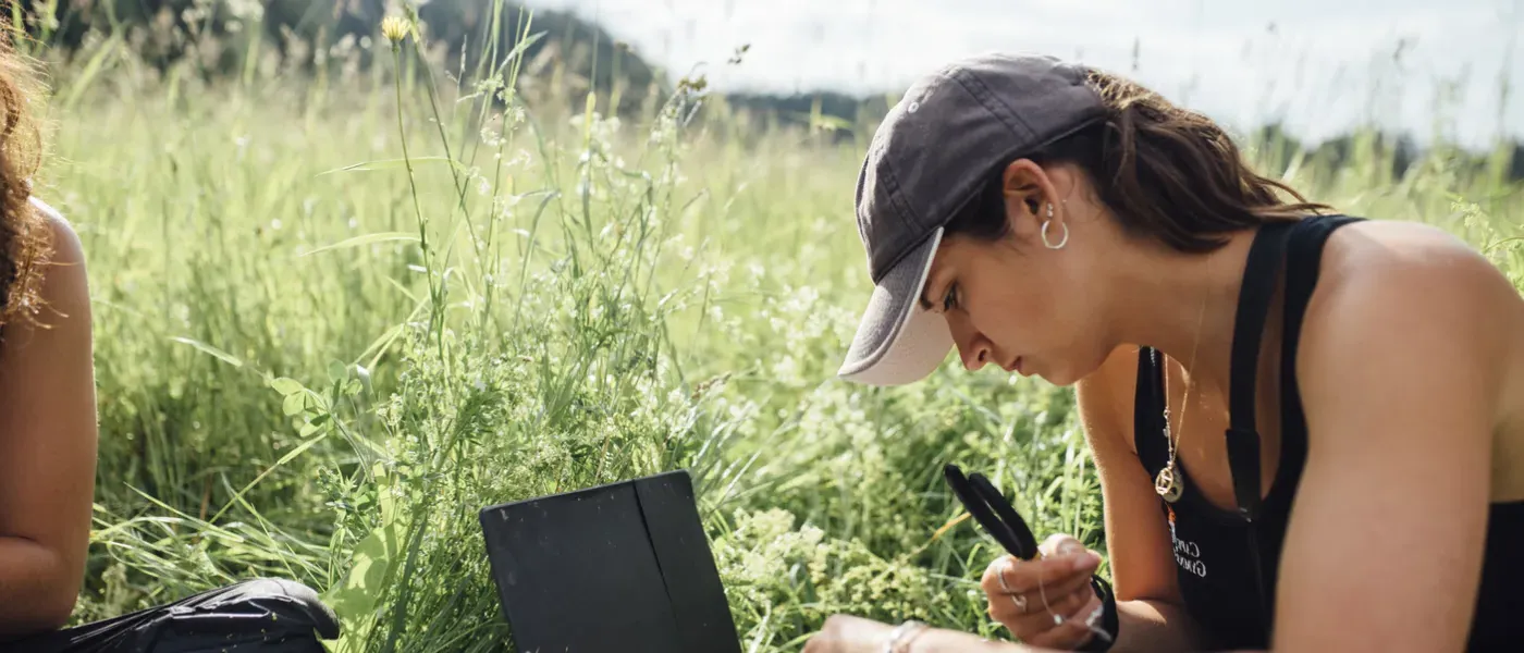 Bobolink research